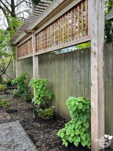 some plants are growing on the side of a fence