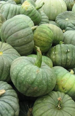 a large pile of green pumpkins sitting next to each other