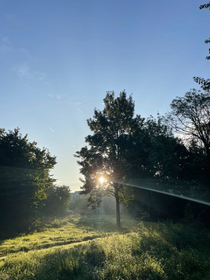 the sun shines brightly through the trees and grass on a sunny day in an open field