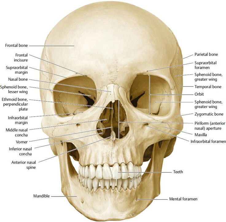 the bones of the head and neck are labeled with labels on each side of the skull