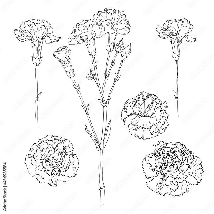 carnations and other flowers are shown in this black and white drawing, with the same