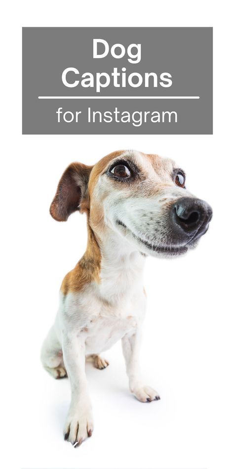 a brown and white dog sitting on top of a white floor next to the words dog captions for instagram