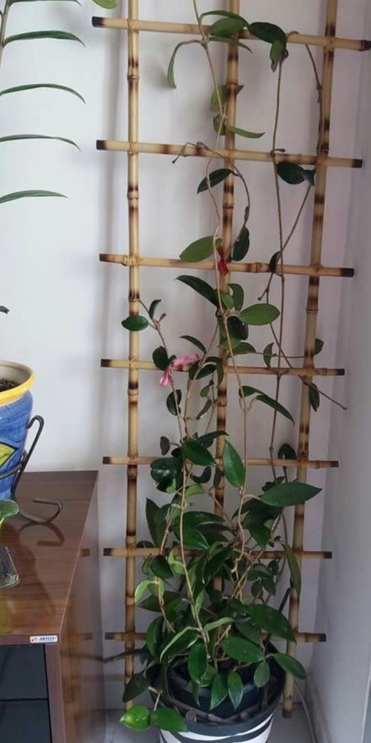 a potted plant sitting on top of a wooden table next to a bamboo wall