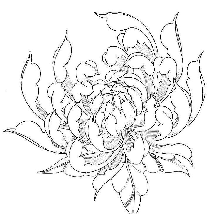 a drawing of a flower with leaves and petals in the center, on a white background