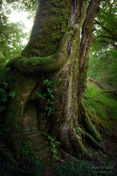 an old tree with moss growing on it's trunk in the middle of a forest