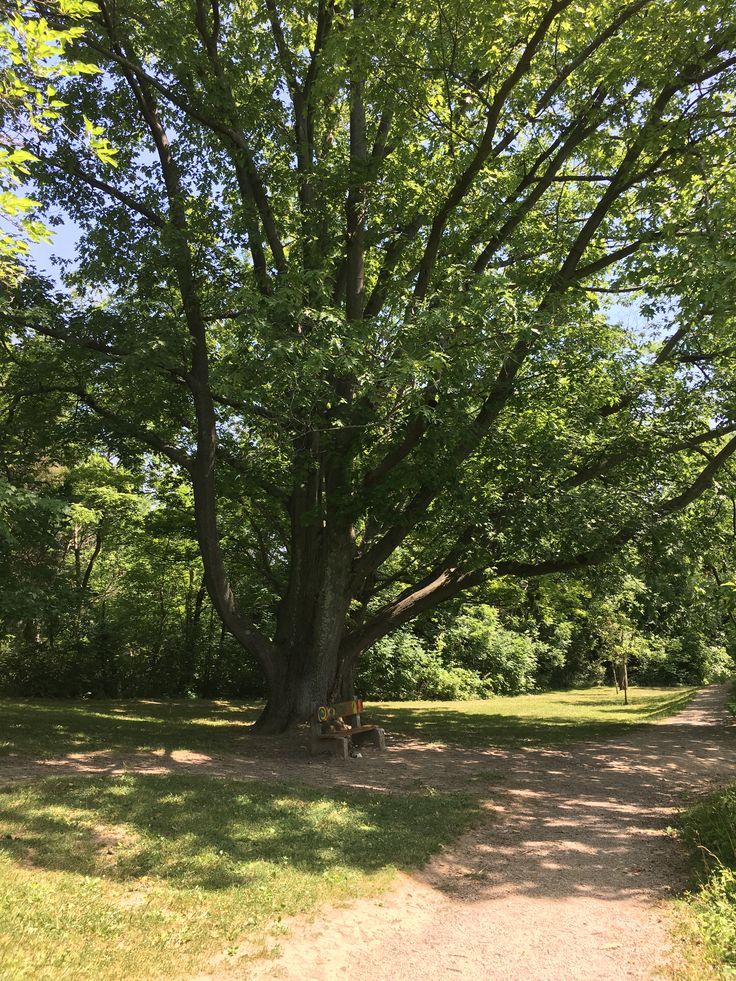 a large tree sitting in the middle of a lush green park next to a dirt road