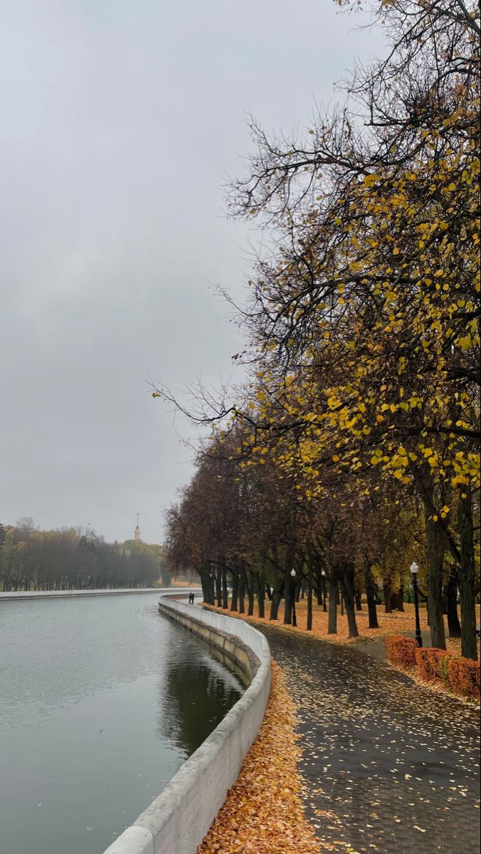 trees line the edge of a body of water with yellow leaves on the ground next to it