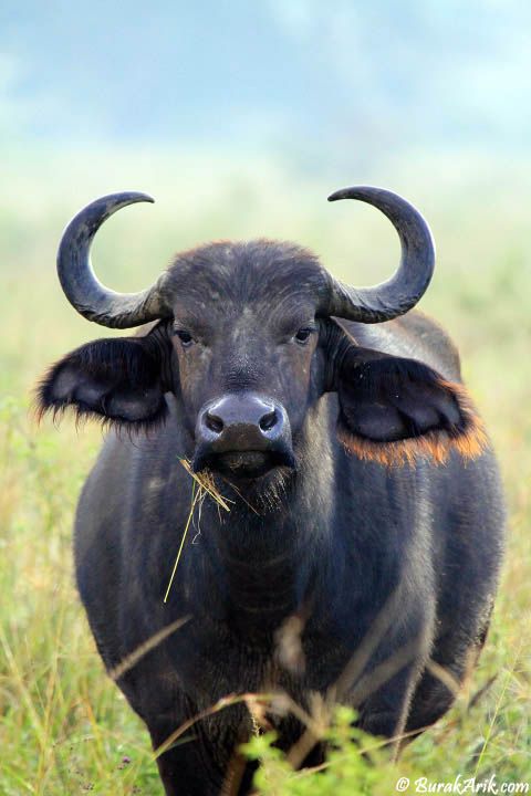 an animal with large horns standing in tall grass and looking at the camera while it's eating