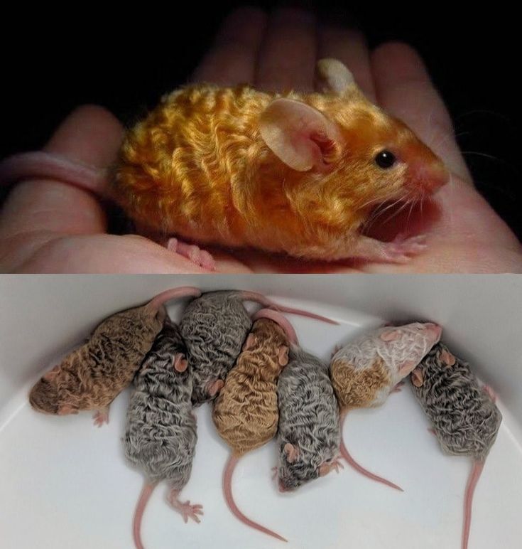 a mouse sitting on top of a white plate next to small mice in the palm of someone's hand