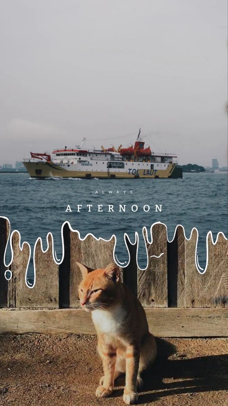 an orange and white cat sitting on top of a wooden bench next to the ocean