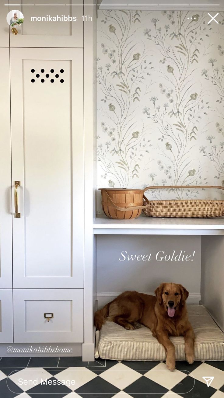 a brown dog laying on top of a bed under a book shelf next to a white cupboard