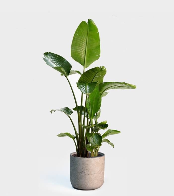 a potted plant with green leaves on a white background, in the shape of a vase