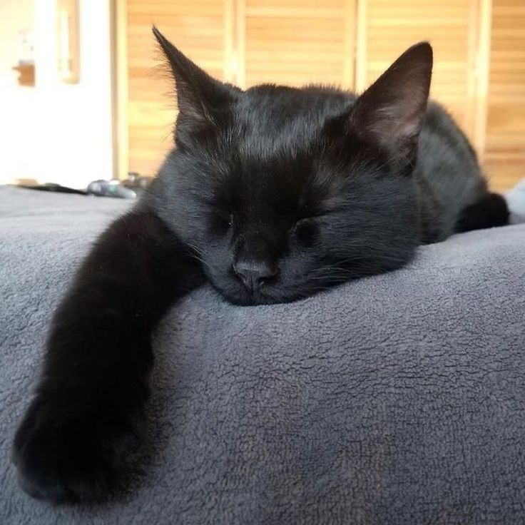 a black cat laying on top of a bed