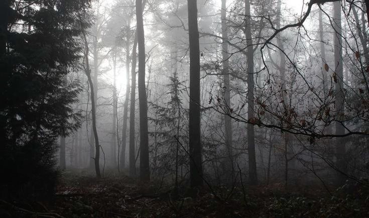 foggy forest with trees and leaves on the ground