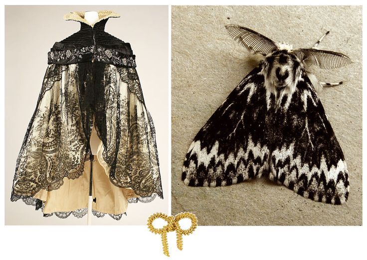 an image of a moth that is on the floor next to a dress with lace