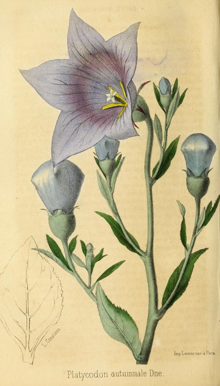 an illustration of a purple flower with green leaves