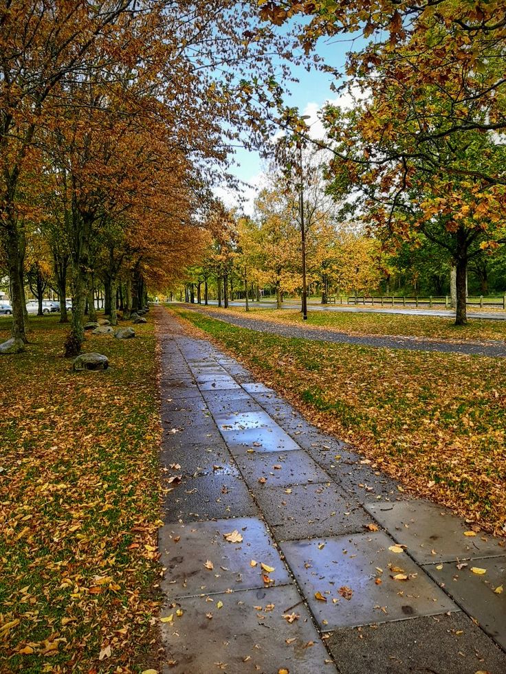 an empty path in the middle of a park with trees and leaves on both sides