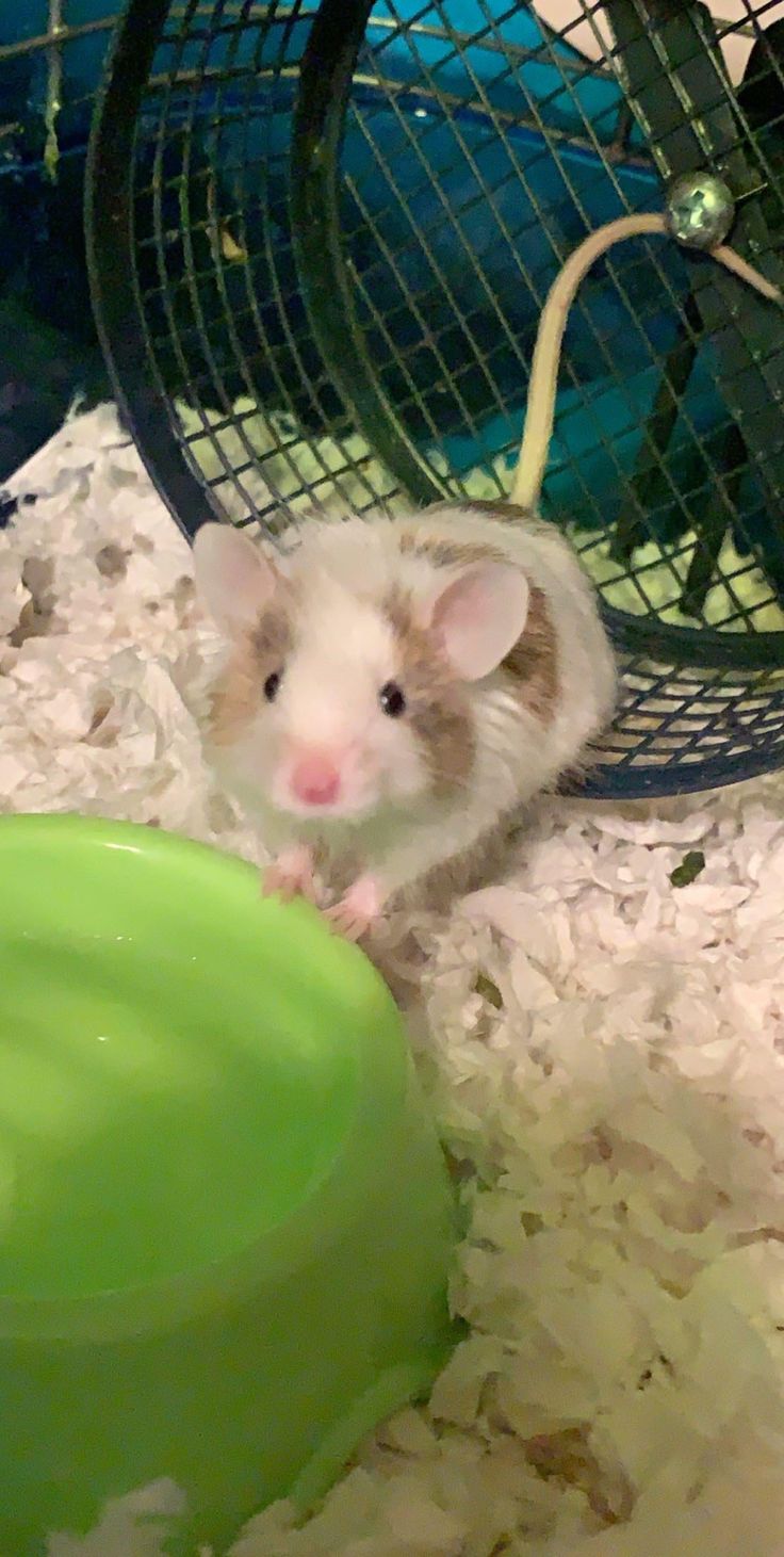 a hamster is sitting in its cage and looking at the camera