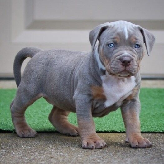 a puppy is standing on the grass in front of a door and looking at the camera