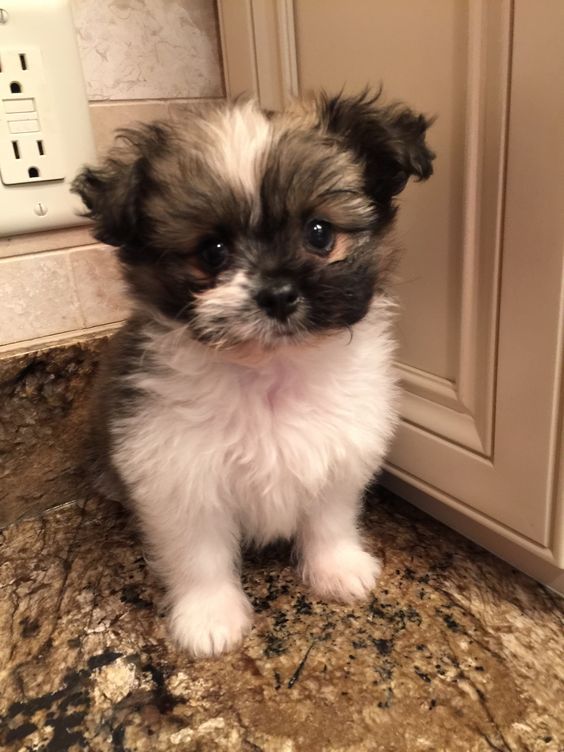 a small black and white dog sitting on top of a counter next to a wall