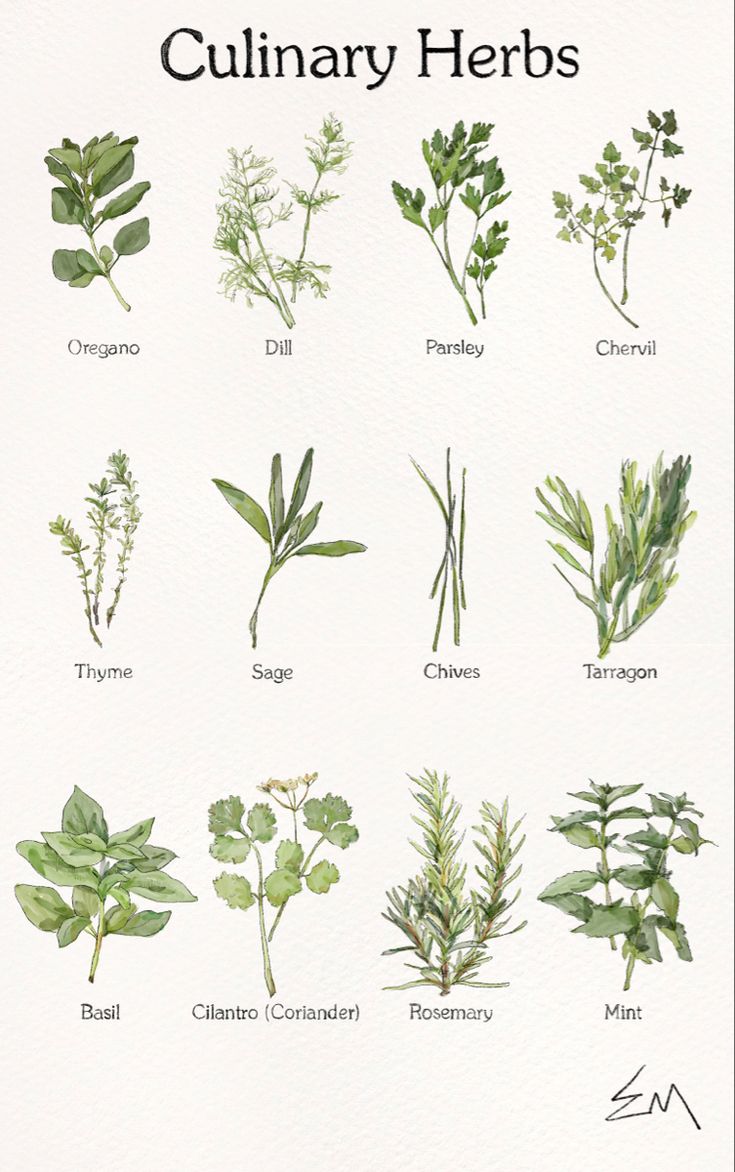 an image of culinary herbs drawn in watercolor