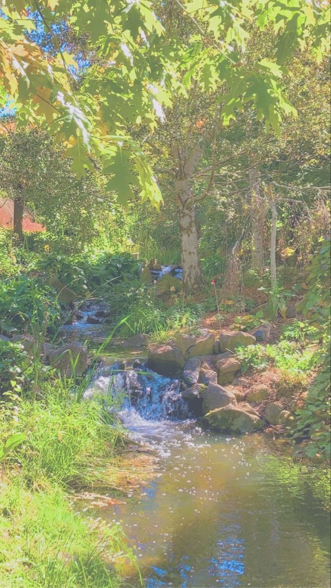 a stream running through a lush green forest