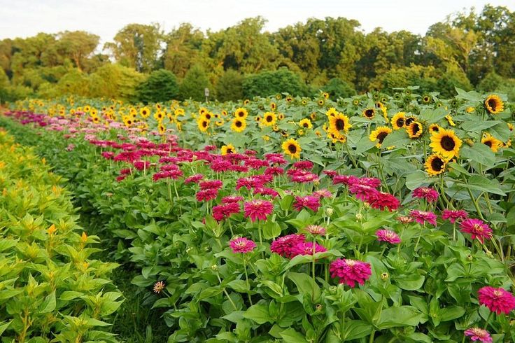 a field full of sunflowers and other flowers in the foreground with trees in the background