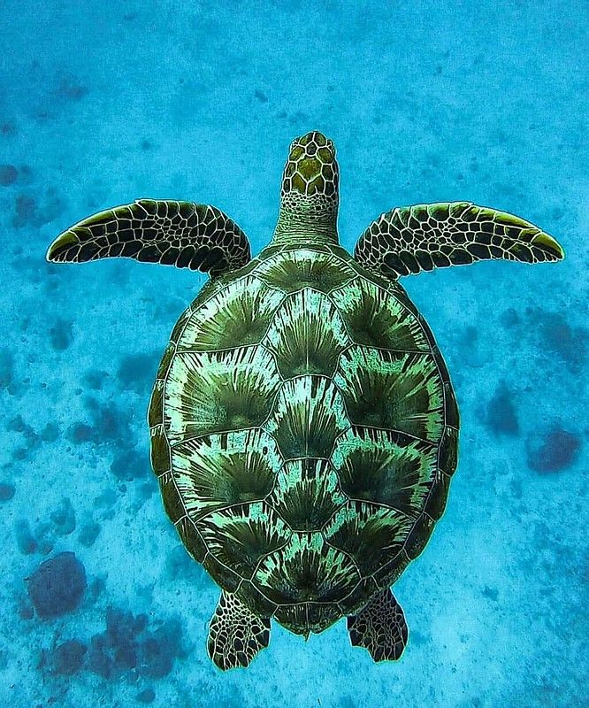 a green turtle swimming in the ocean