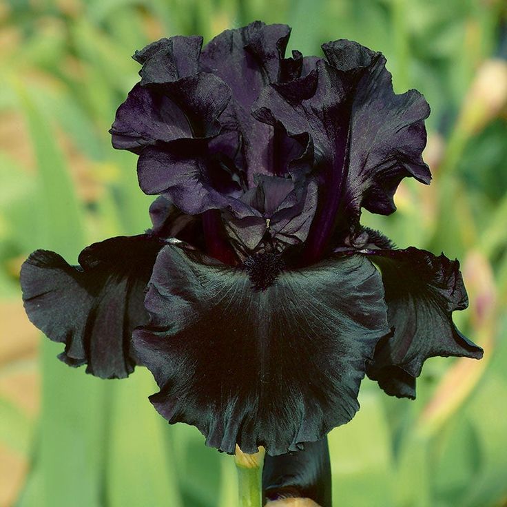 a close up of a black flower with green leaves in the background