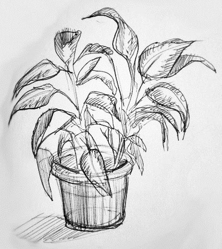 a pencil drawing of a potted plant