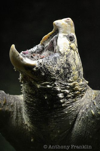 an animal with its mouth open and it's teeth exposed to the side, in front of a dark background