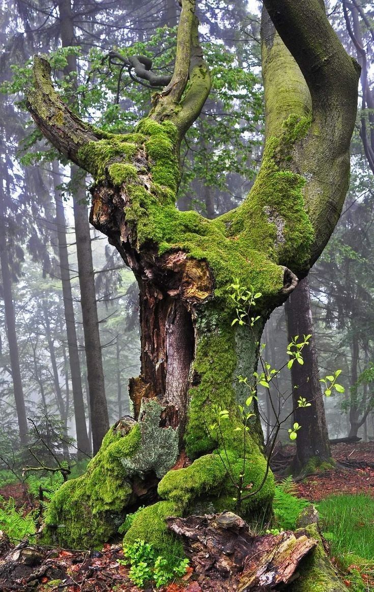 an old tree with moss growing on it's trunk in the middle of a forest