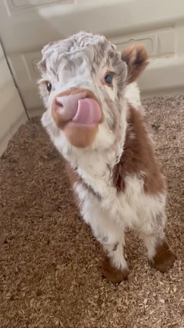 a brown and white cow standing on top of a carpeted floor next to a door