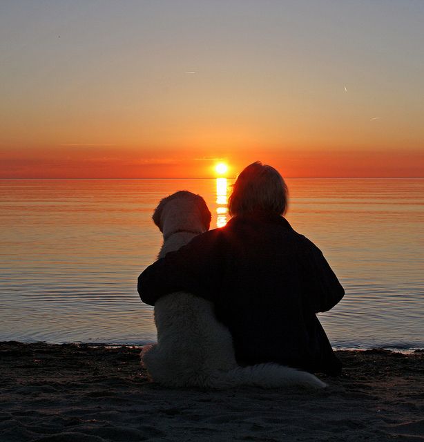 Golden hour | Flickr - Photo Sharing! Watching The Sunset, The Sunset, My Dog, The Beach, Sun