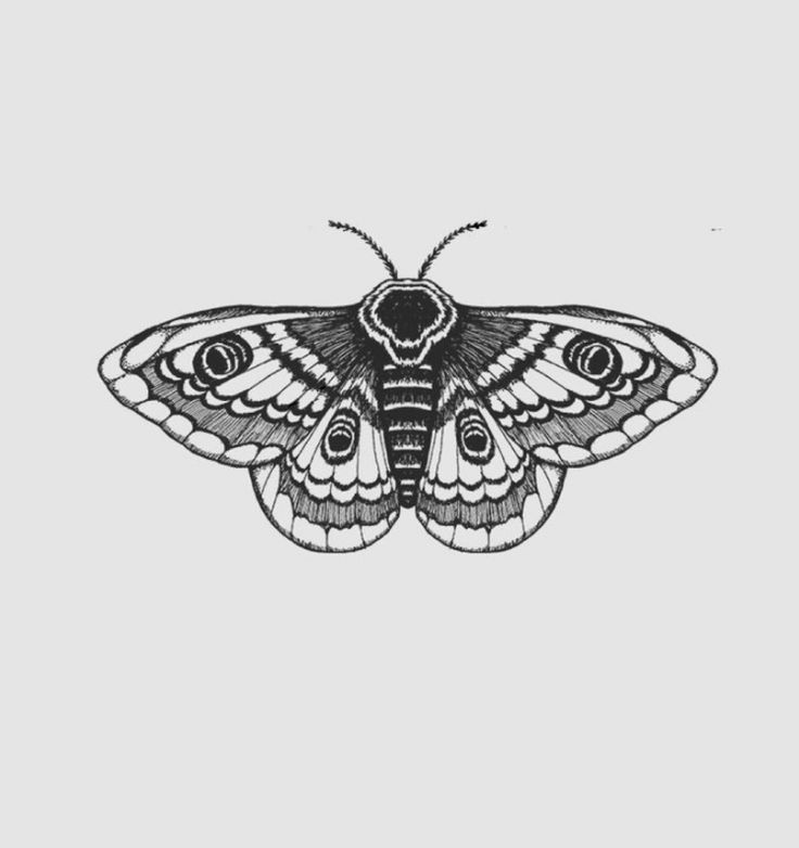 a black and white drawing of a moth