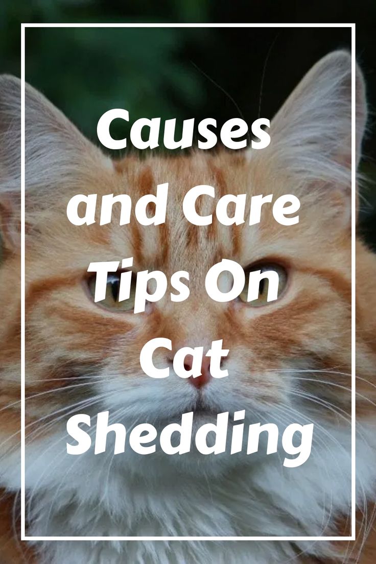 an orange and white cat with text that reads, cause and care tips on cat shedding