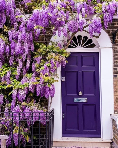 a purple door with wisters growing over it