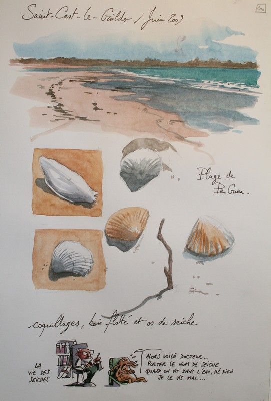 an image of seashells on the beach with watercolor and ink sketching