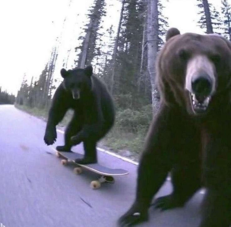 two bears are riding on skateboards down the road