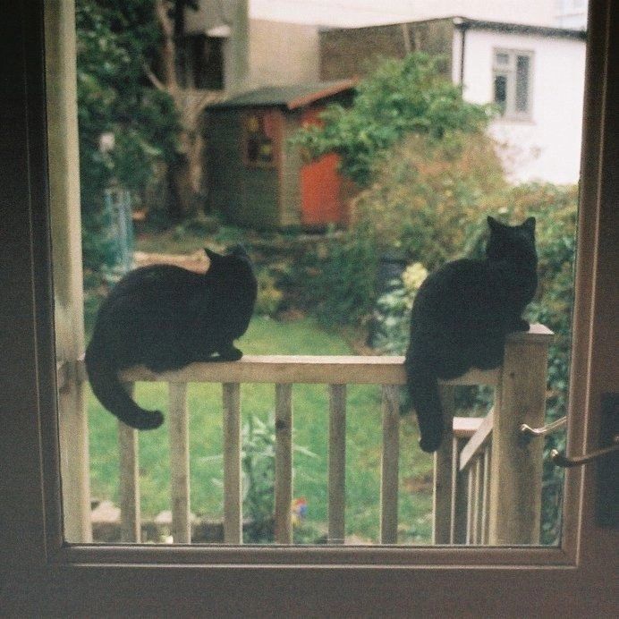 two black cats sitting on top of a window sill looking out at the yard