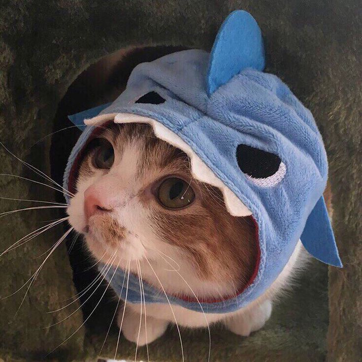 a cat wearing a shark costume on its head