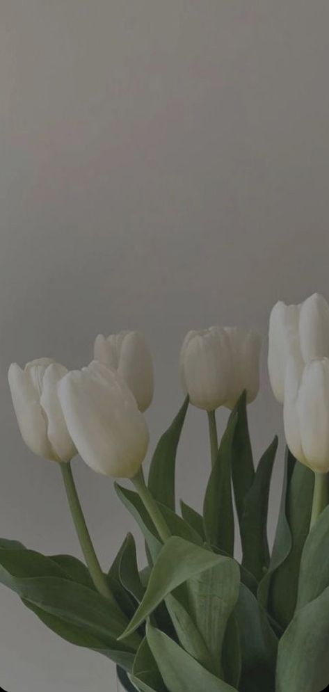 some white tulips are in a glass vase