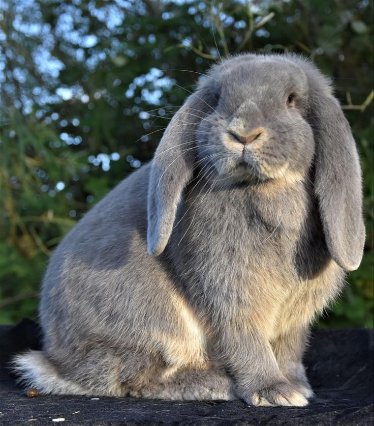 a gray rabbit sitting on top of a black surface next to trees and bushes in the background