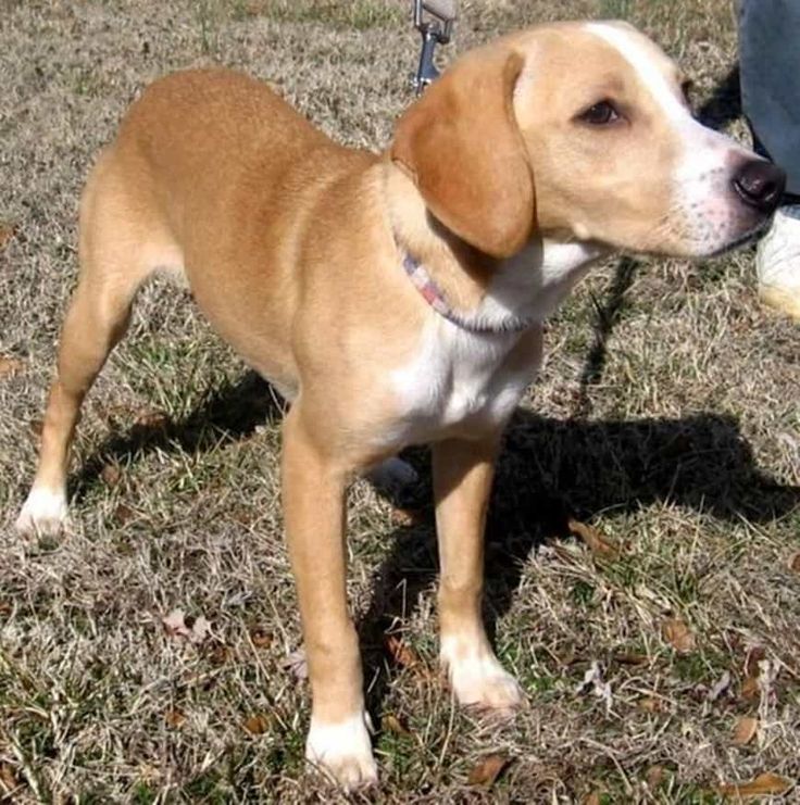 a brown and white dog standing on top of a grass covered field next to a person