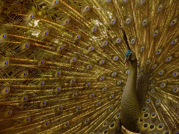 a peacock with its feathers spread out