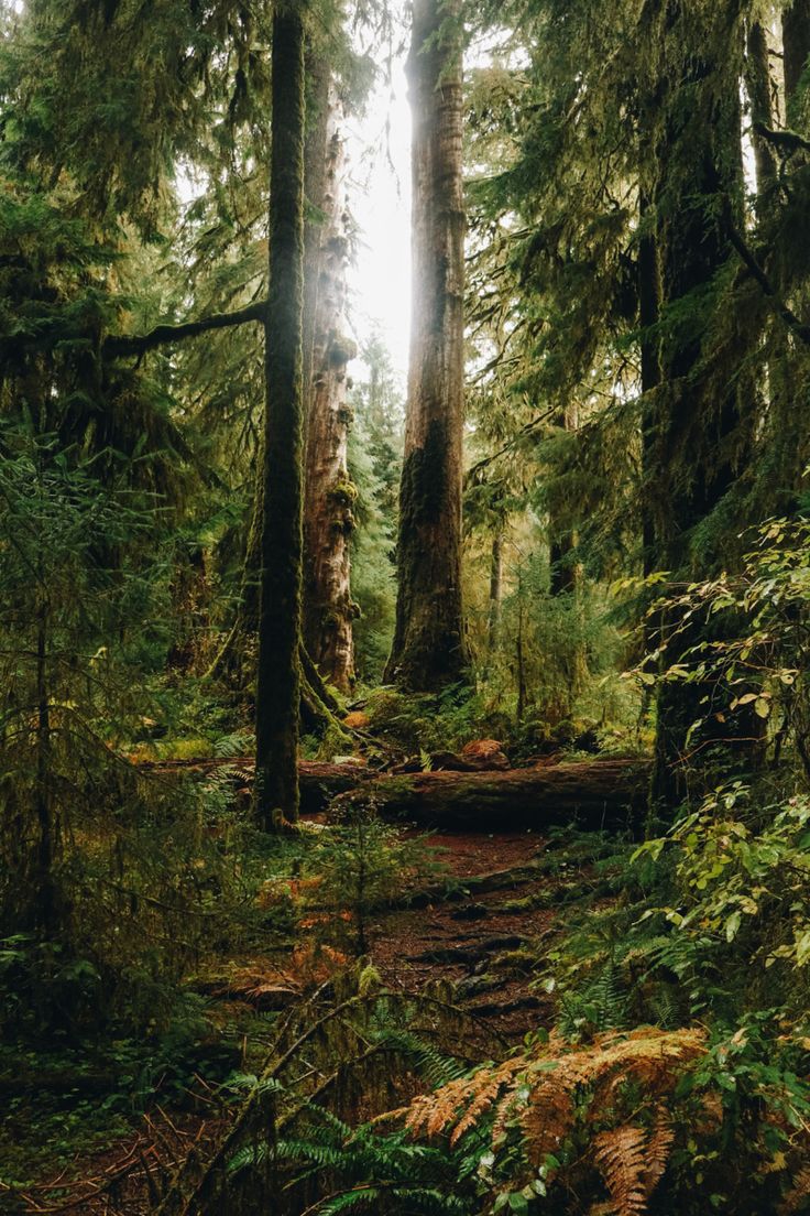 the sun is shining through the trees in the forest