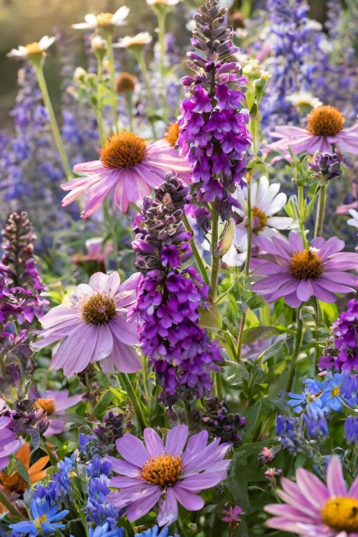 A vibrant garden filled with purple perennial wildflowers and various other colorful blooms. Types Of Wildflowers, Wildflower Pictures, Purple Perennials, Sacred Garden, English Garden Design, Mallow Flower, Flower Varieties, Sunflowers And Daisies, Purple Wildflowers