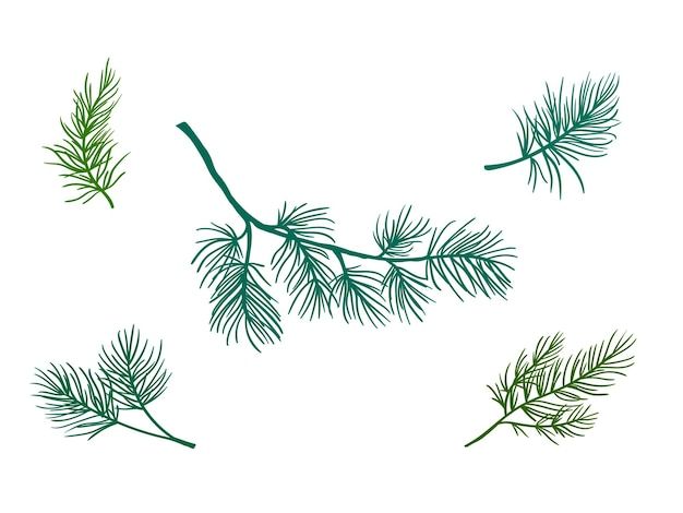 the branches of pine trees are shown against a white background