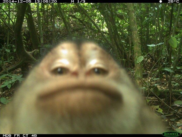 a blurry photo of a monkey's face in the woods