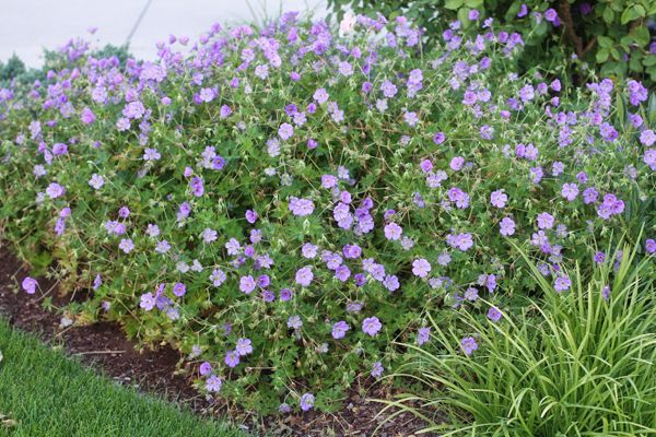 some purple flowers are growing in the grass